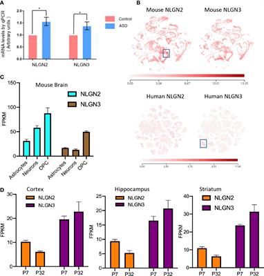 Expression and structural analysis of human neuroligin 2 and neuroligin 3 implicated in autism spectrum disorders